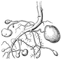 potato-root_1_lg.gif