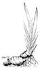 solomons-seal-root_1_th.gif