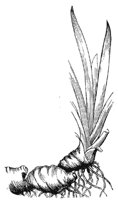 solomons-seal-root_1_md.gif