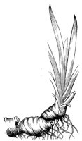 solomons-seal-root_1_lg.gif