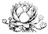 houseleek_1_th.gif