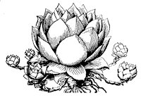 houseleek_1_sm.gif