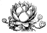 houseleek_1_lg.gif