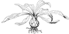 lily-bulb_1_th.gif