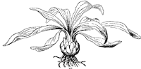 lily-bulb_1_sm.gif