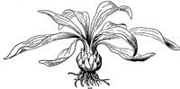 lily-bulb_1_md.gif