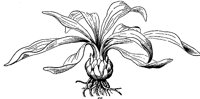 lily-bulb_1_lg.gif