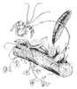 orchid-root_1_th.gif