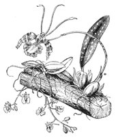 orchid-root_1_md.gif