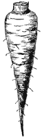 carrot-root_1_sm.gif