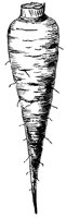 carrot-root_1_lg.gif