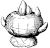 corm_1_th.gif