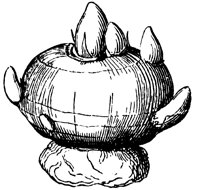 corm_1_lg.gif