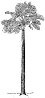 palm_1_lg.gif