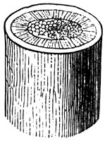 woody-stem_1_lg.gif