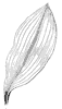 parallel-veined-leaf_1_th.gif