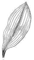 parallel-veined-leaf_1_sm.gif