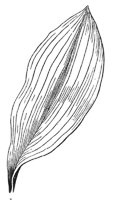 parallel-veined-leaf_1_md.gif