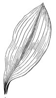 parallel-veined-leaf_1_lg.gif