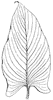 parallel-veined-leaf_2_th.gif