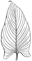 parallel-veined-leaf_2_sm.gif
