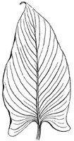 parallel-veined-leaf_2_md.gif