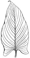 parallel-veined-leaf_2_lg.gif