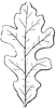 lobed-leaf_1_th.gif