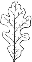 lobed-leaf_1_sm.gif