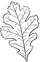lobed-leaf_2_md.gif