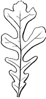 cleft-leaf_2_md.gif