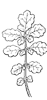 cleft-leaf_1_th.gif