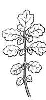 cleft-leaf_1_md.gif
