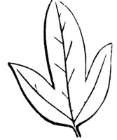 parted-leaf_2_sm.gif