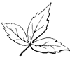 divided-leaf_1_th.gif
