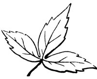 divided-leaf_1_md.gif