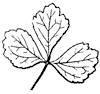 divided-leaf_2_th.gif