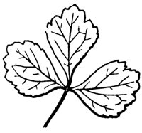 divided-leaf_2_md.gif