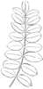 compound-leaf_1_th.gif