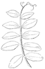 compound-leaf_2_th.gif