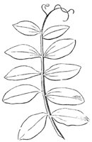 compound-leaf_2_md.gif