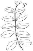 compound-leaf_2_lg.gif