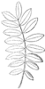 compound-leaf_3_th.gif