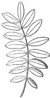 compound-leaf_3_sm.gif