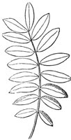 compound-leaf_3_md.gif