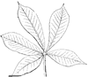 compound-leaf_4_th.gif