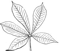 compound-leaf_4_md.gif