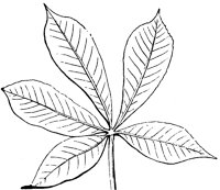 compound-leaf_4_lg.gif