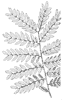 compound-leaf_5_th.gif