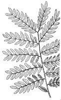 compound-leaf_5_sm.gif